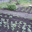 Broad Beans