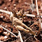 Grasshopper