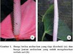  Gbr.1. Bunga betina anthurium siap diserbuki(a)& bunga anthurium jantan  sudah mengeluarkan serbuk sari(b)