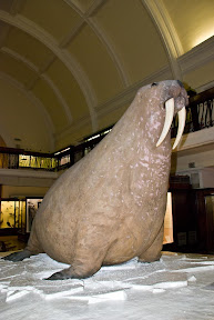 The Horniman Museum's over-stuffed Walrus
