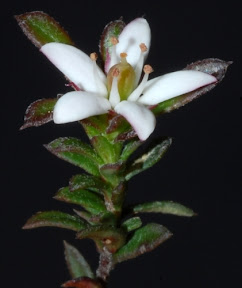 Starry Appleberry