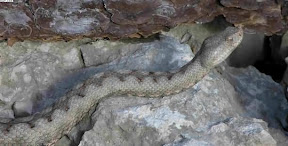 Vipera dal corno Vipera dal corno