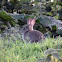 European Rabbit