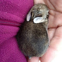 Eastern Cottontail