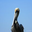 Brown Pelican