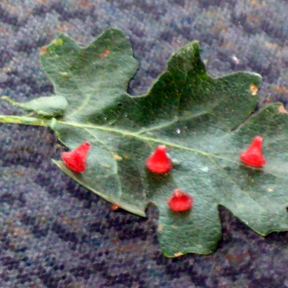 Spotting Image 1