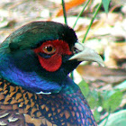 Common Pheasant