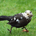 Blackbird with Leucism