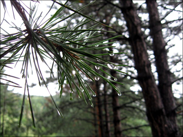 080731-081-w.jpg