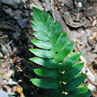 Christmas Fern