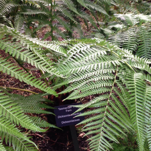 Tasmanian Tree Fern Project Noah