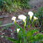 Calla Lily