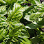 Dchapma's Herb garden