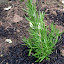 Rosemary