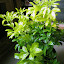 Mexican Orange Blossom