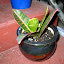 Croton