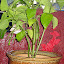 Big Blond Coleus