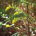 Goldenrod
