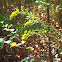 Goldenrod