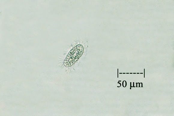 Spotting Image 1