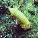 Nudibranch