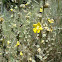 Verbascum