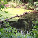 Turtle