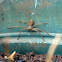 Huntsman Spider