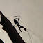 Ant 