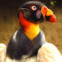 Rey Gallinazo
