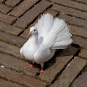 White Fantail Dove