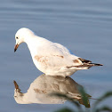 Silver Gull
