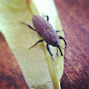 Unknown weevil