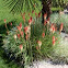 Red Hot Poker