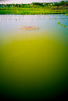 march_lakeisland-38.jpg