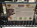 Beaver Viewing Area Bearizona
