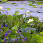 Lotus Lilies