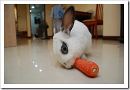 bunny2