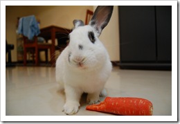 bunny3