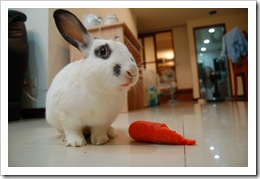bunny7