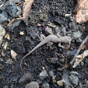 Eastern fence lizard