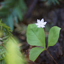 Star Flower