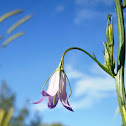 Rampion Bellflower
