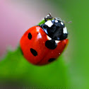 7-Spot Ladybird Beetle or "C-7"