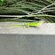 Green Anole, Carolina Anole