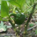 Bell pepper