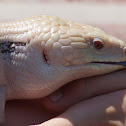 Western Blue Tongued Skink
