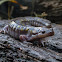 Spotted salamander (male)