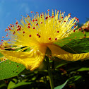 hypericum calycinum
