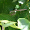 Mantis